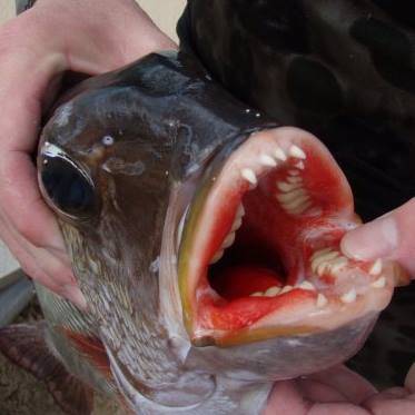 19 Creatures That Are Truly Freaky