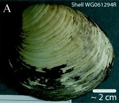 sad facts  - ming ocean quahog - Shell WG061294R 2 cm