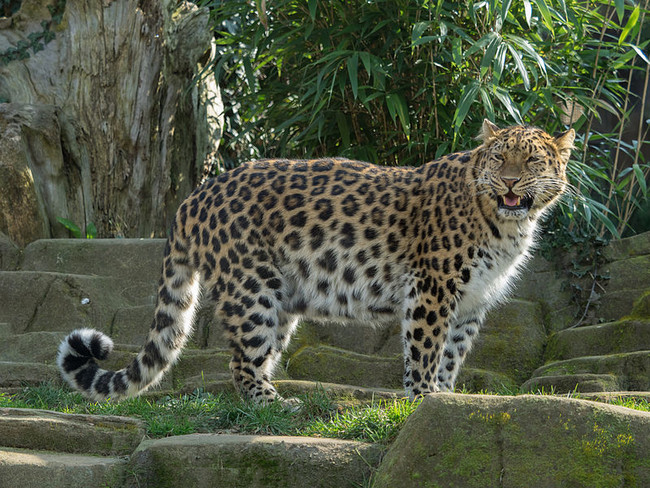sad facts  - amur leopard