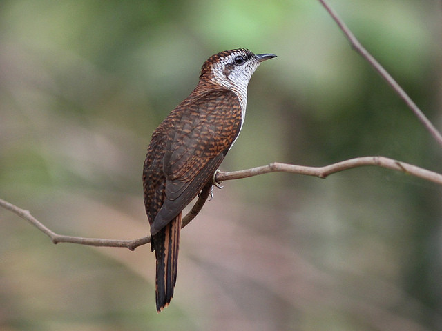 sad facts  - banded bay cuckoo juvenile