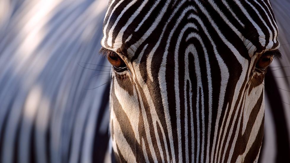 Underneath their stripes, zebras have black skin.