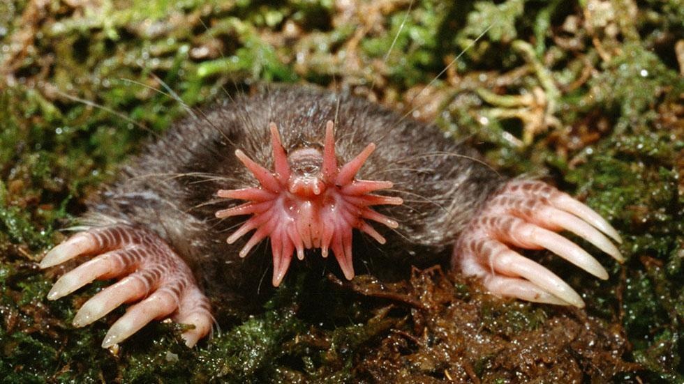 Star-nosed moles have such a good sense of smell that they can even track a scent under water.