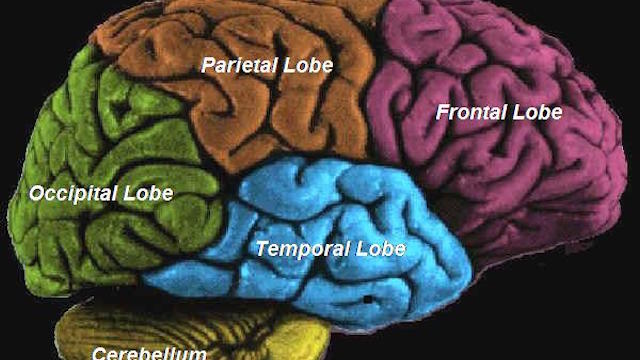 What Area Does What Makes Absolutely No Sense. Functions can happen anywhere but your brain usually uses specific areas for certain things. Wernicke's Area handles language and Broca's Area handles speech -- both on the left side. However, the part that distinguishes prosodic language (tone of voice, inflection, etc) is on the right side. Motor skills that happen in both hemispheres, but show a preference for some reason (lefty/righty). Then you have calculation which happens on either side, except exact calculation and recalling facts -- left side. Science stopped trying to figure out why it happens -- they just accept that it does.