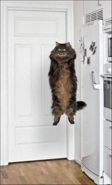 perfect time meme cat levitate