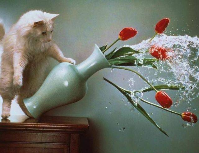 perfect time cat and vase