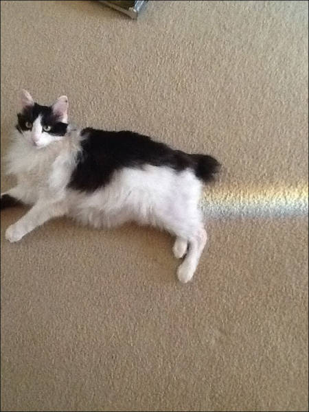 perfect time cats pooping rainbows