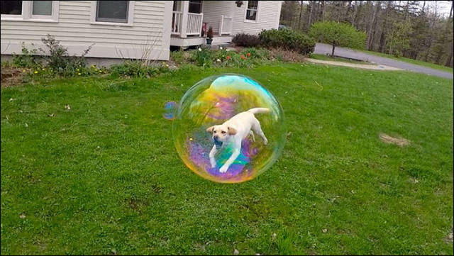 perfect time dog bubble