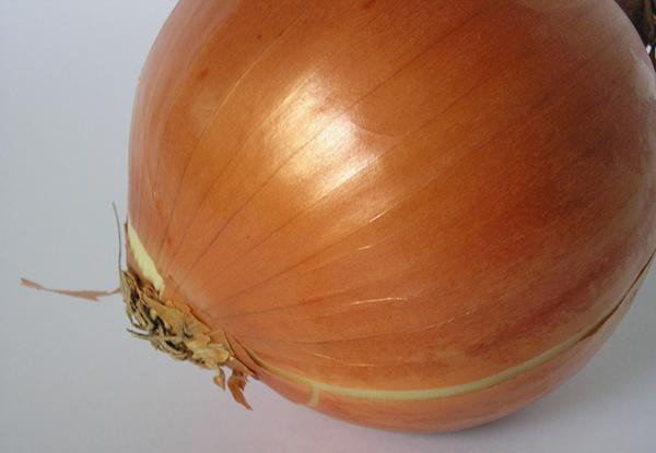 Onions: If dogs consume onions it can damage their red blood cells. This causes them to become weaker and move around less. If they consume enough onions a blood transfusion could be necessary.