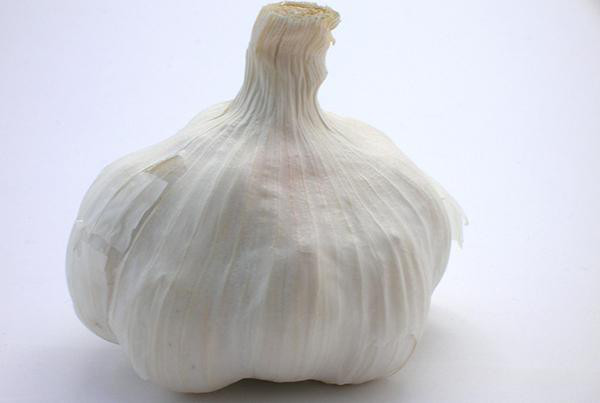 Garlic: Since garlic is part of the onion family it’s even more dangerous to dogs than onions per ounce. Garlic will turn dog’s urine orange to dark red and like onions, a blood transfusion might be required in severe cases.