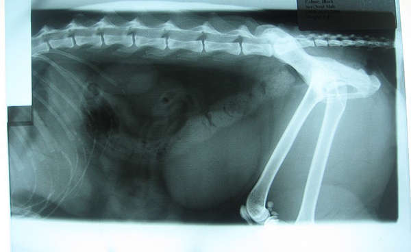 The cat that went though an airport X-ray: This one is less a fail on the part of security officers, and more on the part of a passenger. The traveler put his cat through an X-ray machine at LAX airport in Los Angeles. 

The furry discovery was made after a JetBlue passenger placed his bag, which was not a pet carrier, through an X-ray machine in Terminal 3, according to LAX Police Department spokeswoman, Sgt. Belinda Nettles.

TSA officers removed the cat from the bag and determined that it had not been harmed by the machine. The passenger told a TSA supervisor that he did not know animals were not supposed to be placed in the machine, Nettles said. 

It was soon determined that the incident was an accident. Both the man and the cat were allowed to board their New York-bound flight.