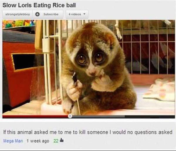 animal eating rice ball - Slow Loris Eating Rice ball strongstyebboy Subscribe videos If this animal asked me to me to kill someone I would no questions asked Mega Man 1 week ago 22