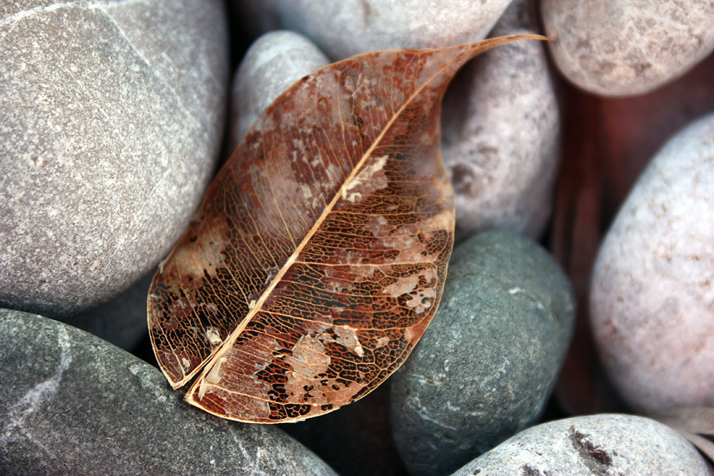 A Fossilized leaf ‘skeleton’ found on the beach.