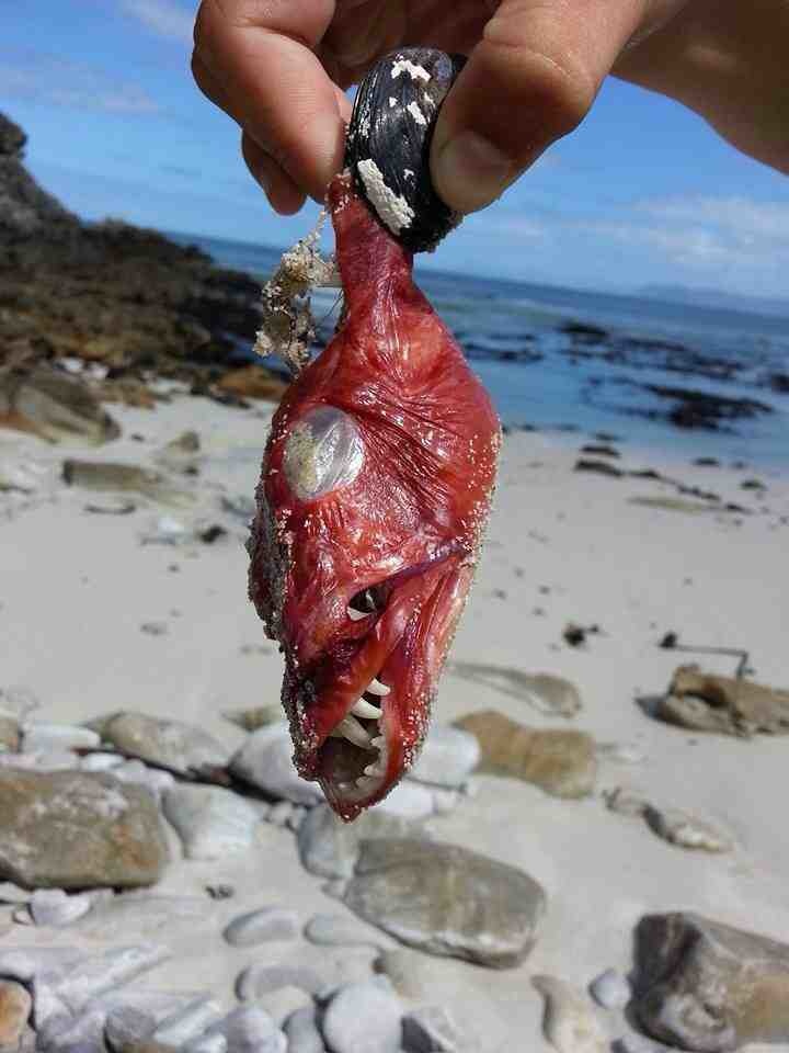 Sea creature found dead on the beach
