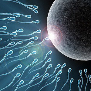 You won the great sperm race: Think of it as less of a race and more of a siege. It requires multiple sperm to break through the eggs protective layers.