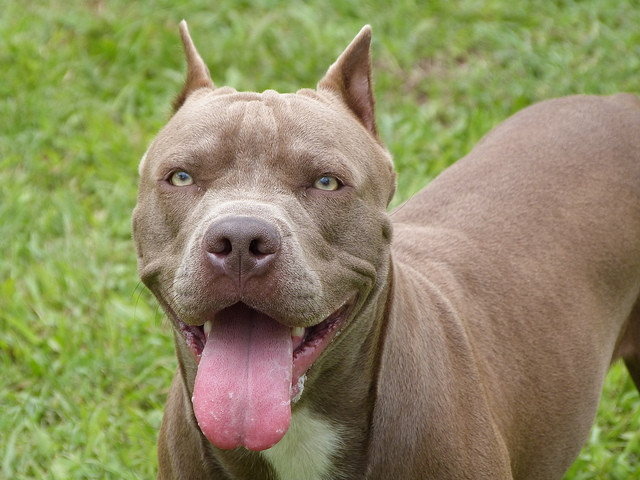 Pit bulls used to be known as "nanny dogs" because of their dedication to keeping kids safe.