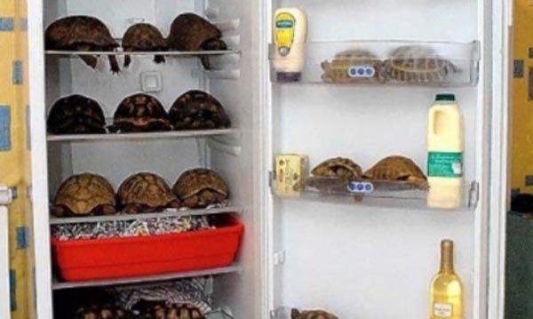 10 Incredible Stories of Refrigerators - Gallery