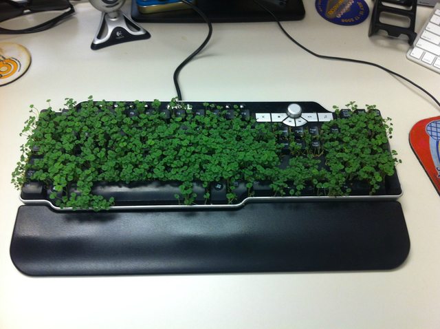 When your boss is on holiday, planting cress seeds in their keyboard and then congratulating them on ‘going green’.