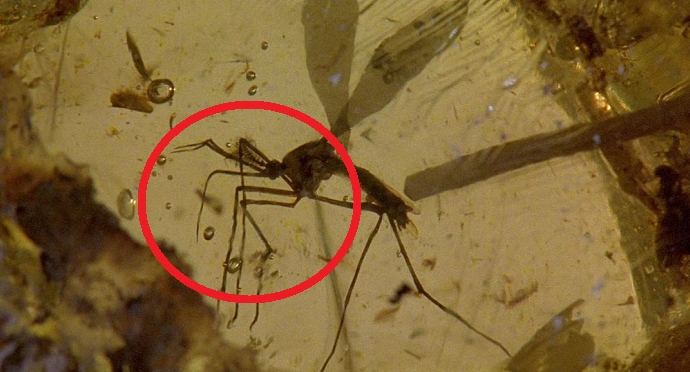 Jurassic Park: There's a problem with the mosquito Dr. Hammond extracted the dino DNA from - it's male (you can tell by the antennae). Only female mosquitoes drink other species' blood, meaning that there wouldn't be any DNA to extract from this insect.