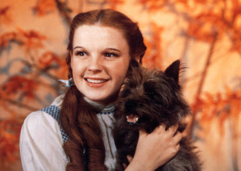 In the early stage versions of The Wizard of Oz, Toto was replaced by a cow named Imogene