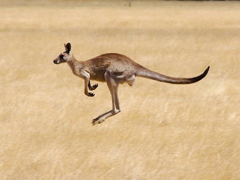 Kangaroos can’t jump backwards.