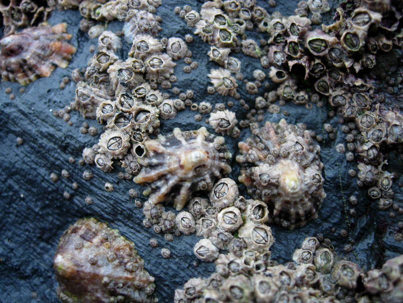 A barnacle’s penis is 7 times its body size.