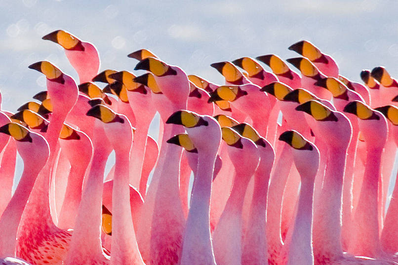 A group of flamingoes is called a flamboyance.