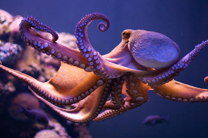 Octopi can climb any surface except astroturf.