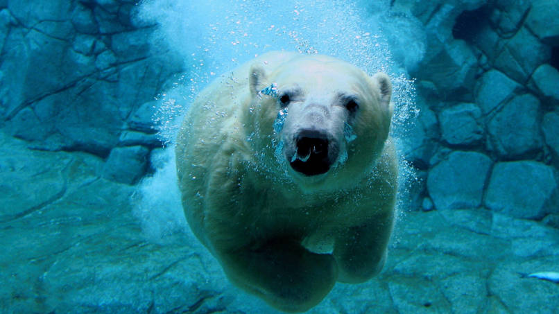 Eating a polar bear’s liver can cause you to ingest a lethal dose of vitamin A.