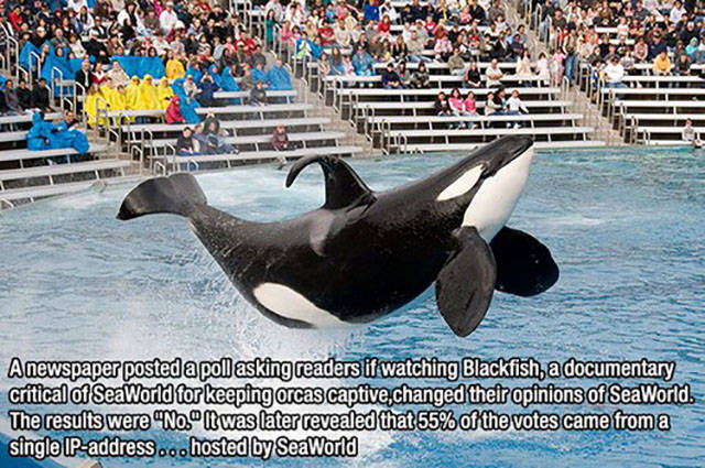 seaworld orca - Anewspal seaworld to it was la A newspaper posted a poll asking readers if watching Blackfish, a documentary critical of SeaWorld for keeping orcas captive changed their opinions of SeaWorld. The results were "No." It was later revealed th