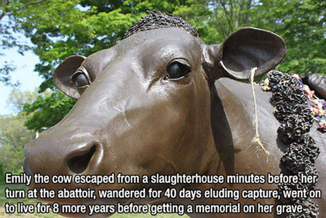 snout - Emily the cow escaped from a slaughterhouse minutes before her turn at the abattoir, wandered for 40 days eluding capture, went on to live for 8 more years before getting a memorial on her grave