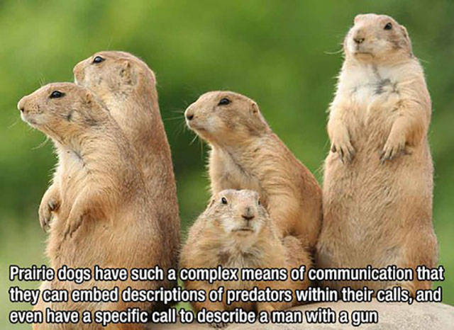 population of prairie dogs - Prairie dogs have such a complex means of communication that they can embed descriptions of predators within their calls, and even have a specific call to describe a man with a gun