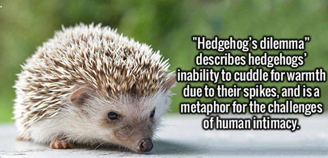 "Hedgehog's dilemma" describes hedgehogs' inability to cuddle for warmth due to their spikes, and is a metaphor for the challenges of human intimacy.