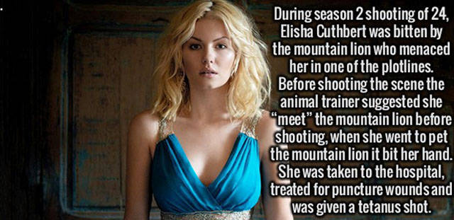 elisha cuthbert - During season 2 shooting of 24, Elisha Cuthbert was bitten by the mountain lion who menaced her in one of the plotlines. Before shooting the scene the animal trainer suggested she "meet" the mountain lion before shooting, when she went t