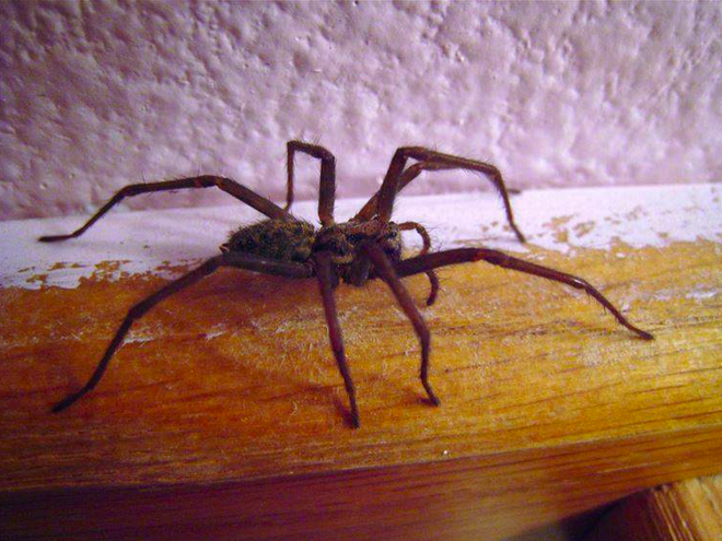 In Finland, killing a spider means it will rain the next day.