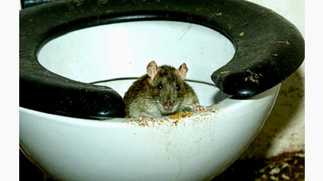 Paranoid about using the toilet in the middle of the night? Refuse to take a seat in the dark without checking first? Well, you've made the right choice. All kinds of creatures can crawl up through your sewer pipes, including rats, snakes and cockroaches.