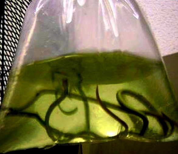 A bag of eels