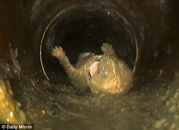 4-year-old Daniel Blair decided his new puppy needed to be washed, so he placed the week-old cocker spaniel in the loo and flushed. When his mum discovered what had happened, she raced outside and heard the pup whining in the sewer below. A four-hour ordeal ensued, but a company named Dyno-Rod was able to use a remote camera to push him to a sewer, where he was lifted out safely. The dog was re-christened Dyno.
