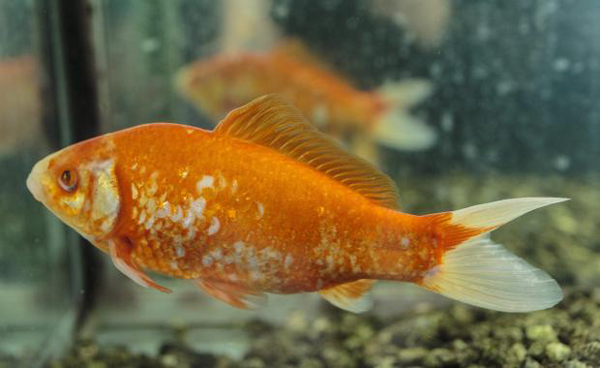 Here's another flushed fish survival tale. This miracle fish from Reykjavík, Iceland survived in spite of having its eyes washed out during the ordeal. The Japanese goldfish was named Undri (or “Wonder”) and lived at the plant where he was found for at least six years.