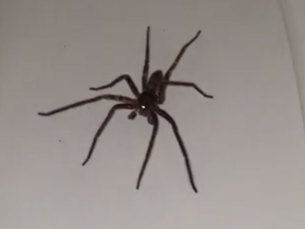 Finally, we'll leave you with a scary tale of a creature that perhaps shouldn't have survived a flushing—a huge spider! Australia is home to a lot of scary spiders, and this one ended up hiding in Barry Morrisey's toilet. As you can see below, no matter how many times he flushes, the spider survives…