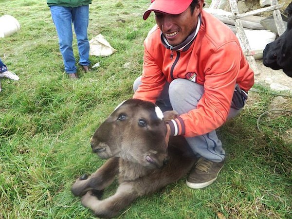 A two-headed calf born in Peru has divided villagers wondering if it is a good or a bad omen from God.

The calf was born in the community of Vista Alegre. Its two heads are fully formed with two noses, two sets of eyes and two mouths. The calf doesn't have the strength to stand up, so farmer Edward Villegas Rubio is feeding it milk by the bottle.

Some believe the calf, born in the northwestern Cajamarca region, was sent by the Almighty as a warning over all the evils in the world. Others believe it was a mythical birth, and the cow must have gone through a swamp when she was in season for it to happen. A local vet tried to calm villager's fears, saying the birth defect could have been caused by the use of antibiotics during the gestation period or that it could be a congenital defect that happened during pregnancy. He denied it could be a result of environmental pollution due to the presence of mining in the district of Hualgayoc.