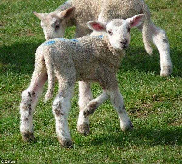 In 2011, this plucky spring lamb was born with five legs.

The unusual creature, who has been aptly named Jake the Peg, has two normal hind legs and three front legs. The bizarre deformity hasn't stopped Jake from leaping around his field in Newnham, Northamptonshire. 

Jake has baffled his owners by beating the odds—most lambs born with deformities tend not to last long. Owner Pip Hopcraft said, "He's a tough one all right. It is especially uncommon to have a lamb born healthy with five legs."

Jake was born as part of triplets which makes it even more unusual that he was healthy enough to survive with a deformity.