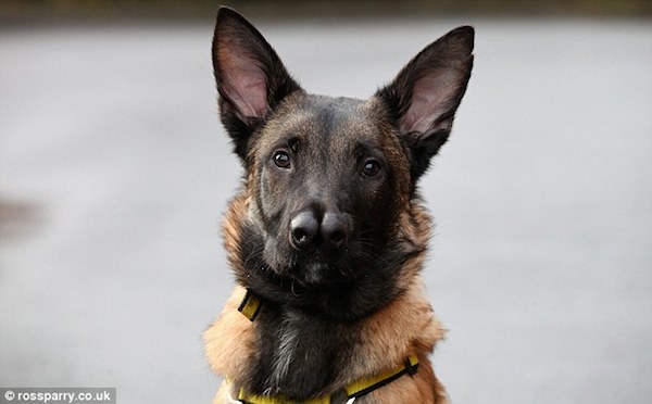 A Belgian Shepherd dog born with two noses, who was struggling to find a forever home because of his rare defect, finally found one in 2014 after offers flooded in from around the globe.

Snuffles had previously been rejected by four owners and was in the care of the Dog's Trust Rehoming Centre in Uddingston, Glasgow, Scotland. After issuing an appeal, the center received dozens of email messages and calls from people in the U.S, South Africa, and Britain.

Snuffles was born with a rare congenital defect that gives him the appearance of having two noses. Vet Angela McAllister said, "Instead of his nostrils being fused together, he's got some sort of a split there. It's a defect in his palate that gives him the appearance of having two noses as his nostrils can move completely independently of each other."

The center's manager, Sandra Lawton, said: "He may not have been blessed with the looks of Lassie, but he has a heart of gold. He really can claim to be a dog in several million."