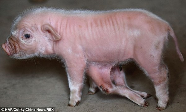 In 2014, a video emerged from China of a piglet born with six legs and eight feet.

The piglet lives in the Sichuan Province. The owner of the animal, Mr. Tang, said it has seven other siblings.

The animal has its usual four legs but has two extra ones emanating from under its belly. The legs do not appear to hinder it in any way—the limbs simply dangle as the piglet walks around. There are also two small feet poking out next to the extra legs. Hence, the piglet has six legs and eight feet overall.

Tang said he planned to give the animal a long and happy life.