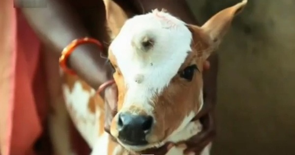 A three-eyed calf was hailed as a blessing by Hindus after being born with a third eye in the middle of its forehead in September 2014.

Proud owner Meghala described the calf, Shiva, as a miracle. Many believe the animal is the reincarnation of three-eyed Hindu God and its namesake, Shiva.

The cow has become a major attraction in Tamil Nadu, southern India, with hundreds flocking to catch a glimpse of the "deity" and pray to it. Hindu children have been touching the cute animal on the head, believing it will bring good fortune.

In Hinduism, Shiva is regarded as one of the primary gods and is a patron of yoga and the arts.