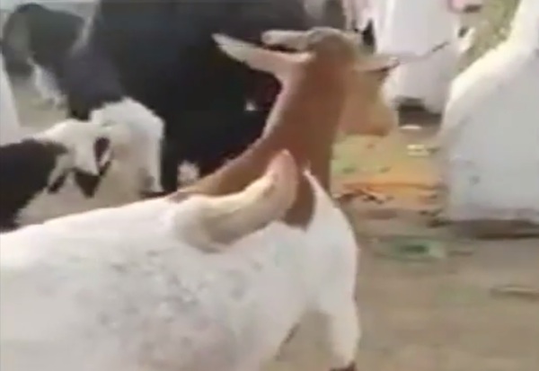 Polycerate goats—goats with more than two horns are uncommon—but they do exist. 

Even weirder is when one of those horns grows out of the animal's back. That's the case with one goat in Saudi Arabia, who has an apparently harmless growth protruding just to the right of its spine.