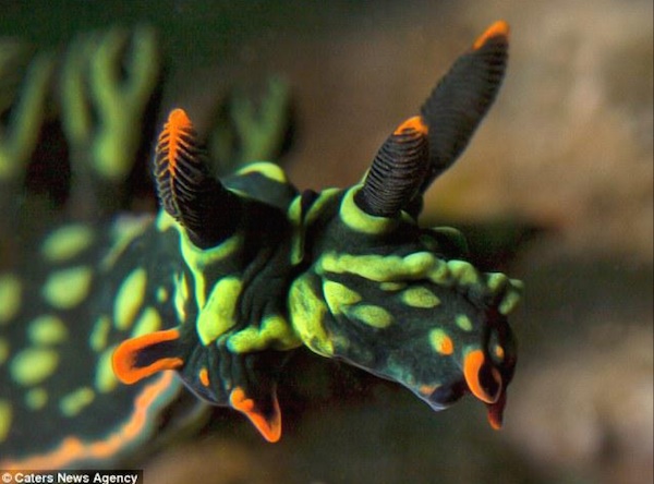 Divers have found what is believed to be the world's first two-headed sea slug. The strange creature, also known as a nudibranch, was discovered off the coast of Sabah in eastern Malaysian Borneo by diver Nash Baiti.

The two-headed slug's abnormality may have been caused by a birth defect or pollution. In addition to having two heads, the slug is a hermaphrodite—it possesses both male and female sex organs.

Nudibranch expert and marine biologist Clay Bryce of the Western Australian Museum in Perth said, "Usually, this sort of deformity sets the animal up for an early death, but it does appear to be adult or at least sub-adult. Perhaps this is a case of two heads (being) better than one."