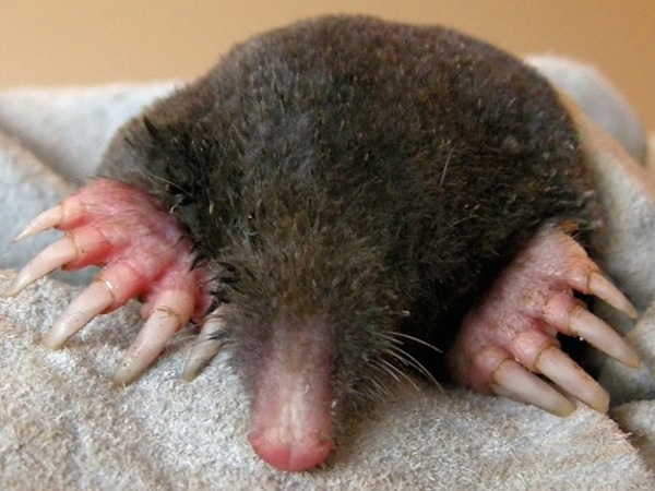 Most animals with paws have a similar hand shape—five fingers, or claws, on each. One big exception to this rule is the mole, which has an extra thumb on its front paws. New research shows that this extra thumb isn't a thumb at all, but an extended wrist bone.

Researchers have discovered that that the mole's extra thumb sprouts from a bone in its wrist, with the thumb-bone growing parallel to the "normal" inner thumb; but that's where the similarities stop. The outer thumb doesn't have any moving joints. It consists of a single, sickle-shaped bone that develops later than the inner thumb and the rest of the mole's fingers.

The mole's extra thumb gives it a special advantage. Researchers believe that the extra palm area (the bone makes the palm wider) allows for more efficient digging. The solid piece of bone on the outside edge makes the palm more rigid since it can wiggle, but not bend. Improved abilities are important to the mole, which digs underground lairs.