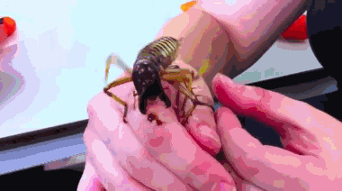 19 Interesting Bug GIFs