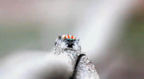 19 Interesting Bug GIFs