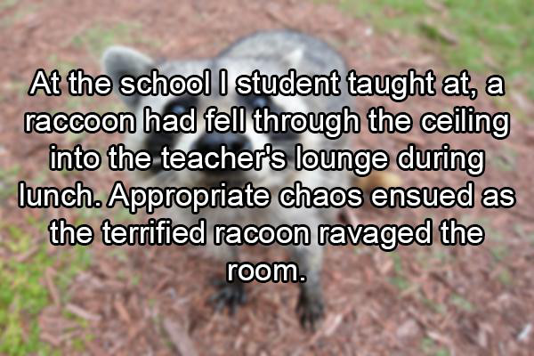 23 Teachers Come Clean About What Actually Happens in The Teacher’s Lounge
